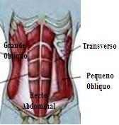 anatomia abdominal