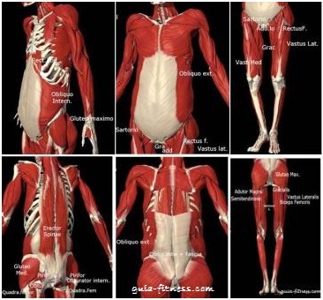 treino core integral-musculos estabilizadores-anatomia