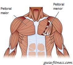 anatomia peitoral