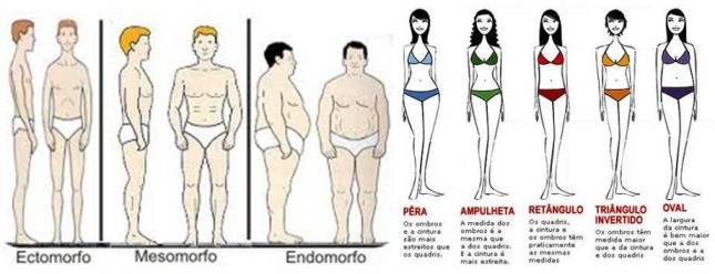 ganhar peso-tipos de corpo-endomorfo-ectomorfo-mesomorfo