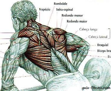 anatomia costas