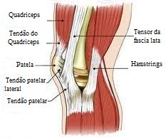 anatomia joelho