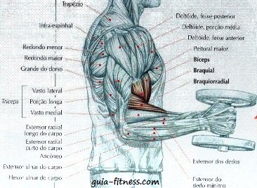 anatomia biceps e triceps