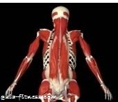 treino core integral-complexo lombar-core treino core integral-complexo lombar-core