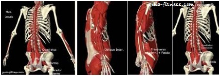 treino core integral-musculos estabilizadores-anatomia treino core integral-musculos estabilizadores-anatomia